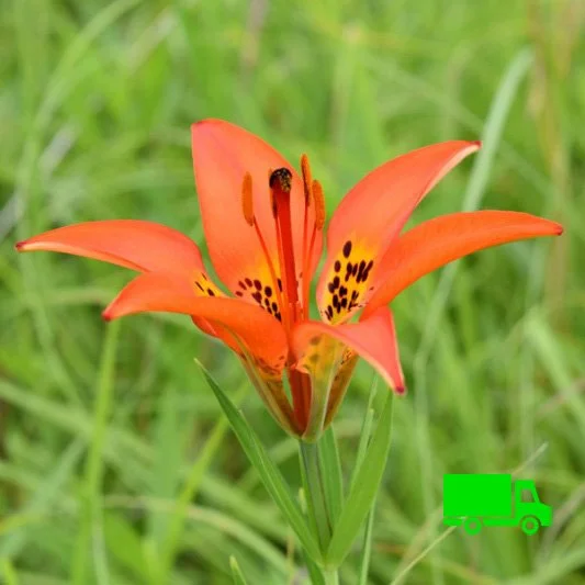 Lilium-philadelphicum-Prairie-Lily-Minnesota-Rare-Native-Plant-Nurseries-plugs.jpg