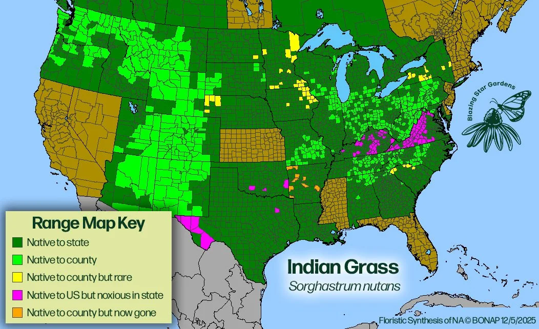 Native-range-map-for-Indian-Grass-Sorghastrum-nutans-Native-plant-wild-flower-nursery.jpg