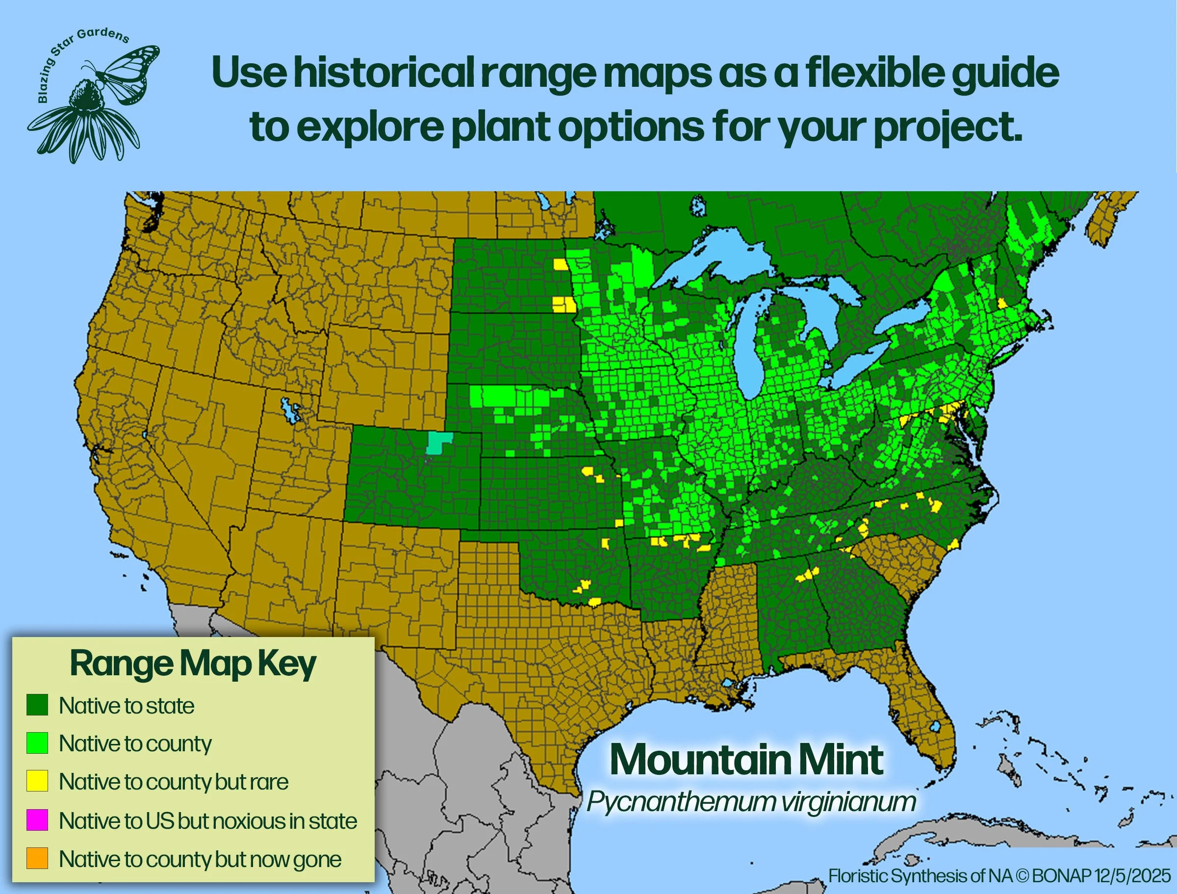 Native-range-map-Mountain-Mint-Pycnanthemum-virginianum-Native-plant.jpg