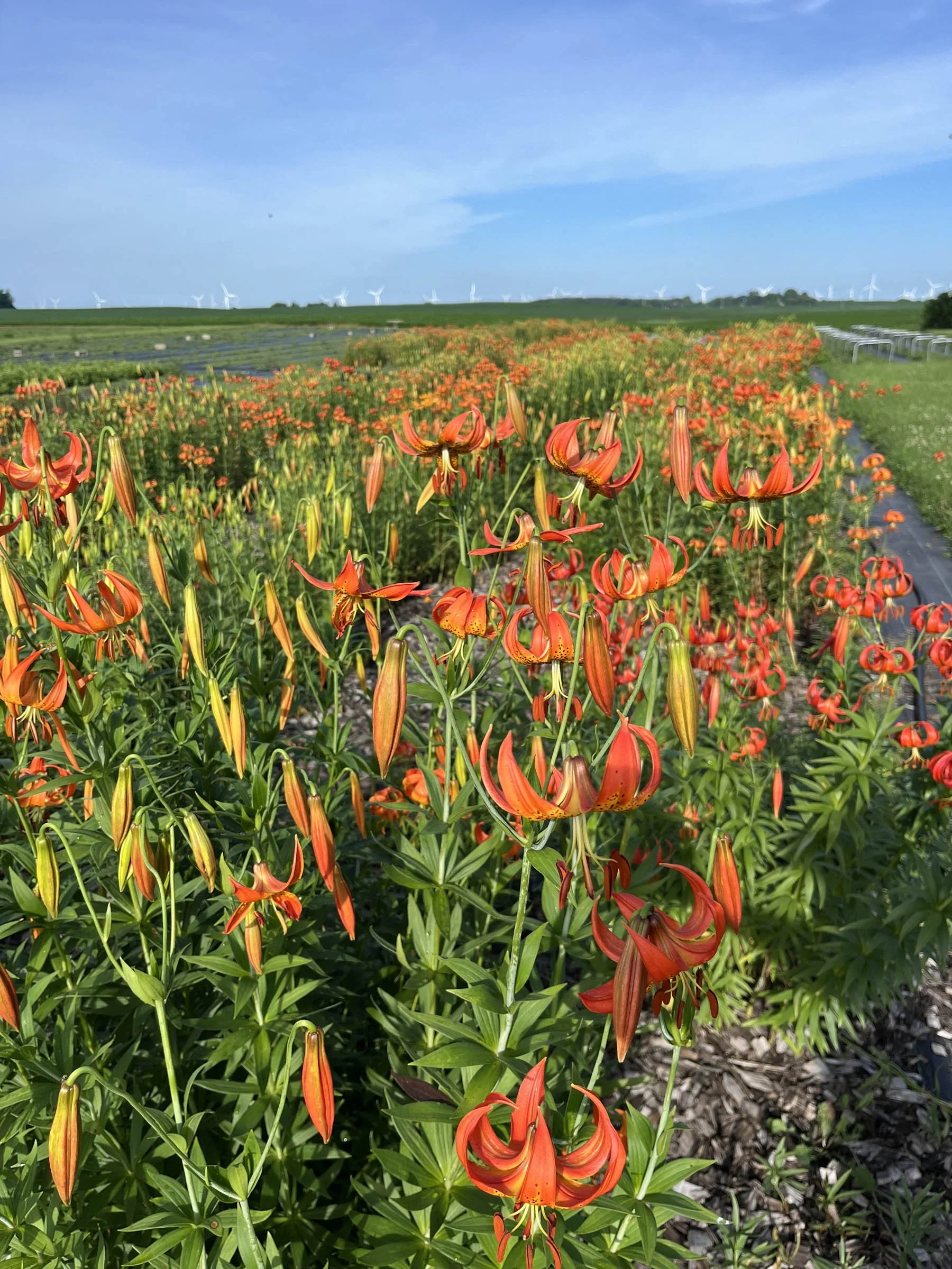 Lilium-michiganense-Michigan-Lily-buy-minnesota-native-plant-nursery-85.jpg (Copy)