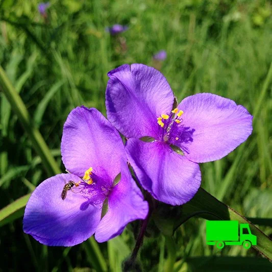 Ohio Spiderwort (Tradescantia ohiensis) 12-pack of plugs