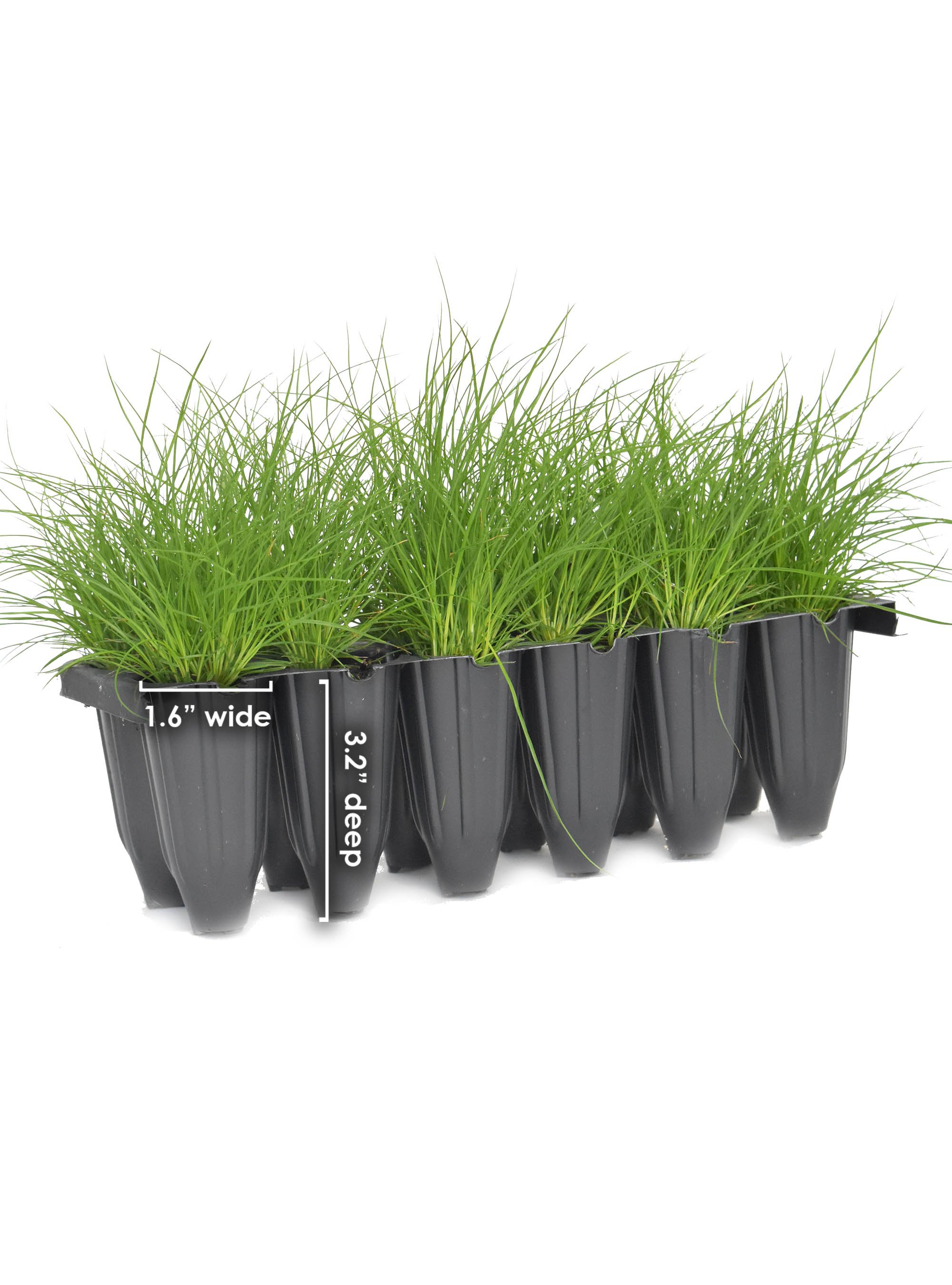 Carex-eburnea-ivory-sedge-plugs-buy-minnesota-native-plant-nursery-37.jpg