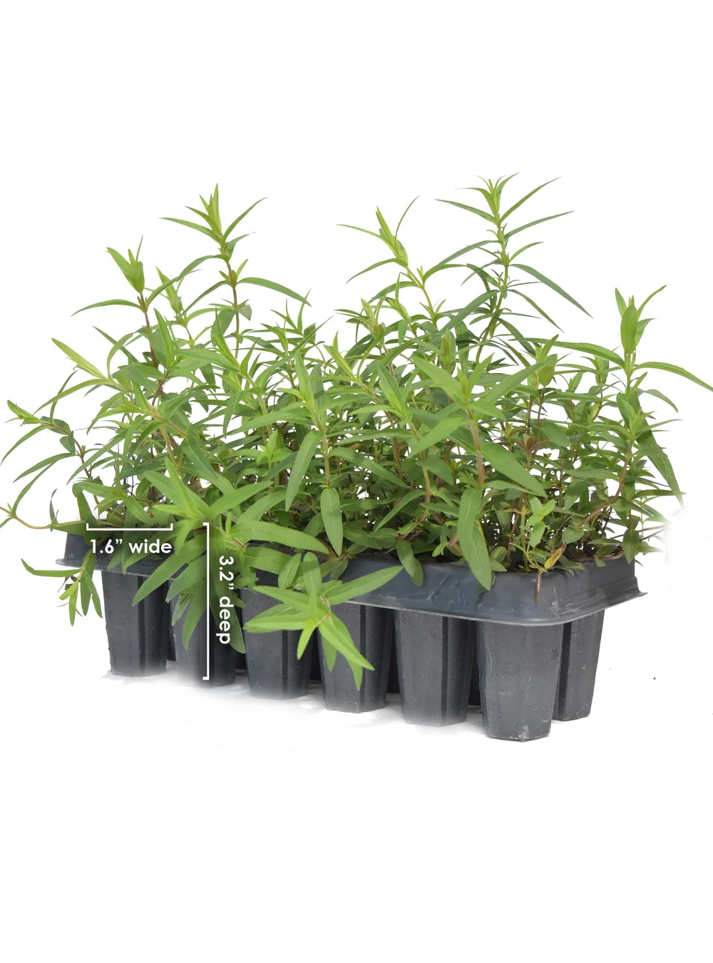 feverfew where to plant Feverfew Seeds – Botanical Interests main image 1