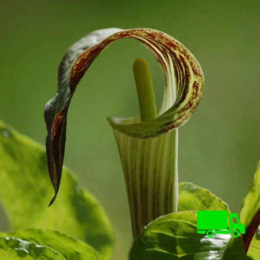 Jack-in-the-Pulpit (Arisaema triphyllum) 12-pack of plugs