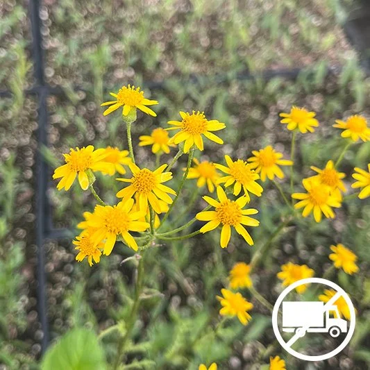 Golden Ragort packera aurea buy Minnesota native plants blooming-pots.jpg