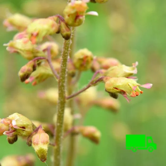 Heuchera-richardsonii-Alumroot-Buy-Native-Pollinator-Plants (10).jpg