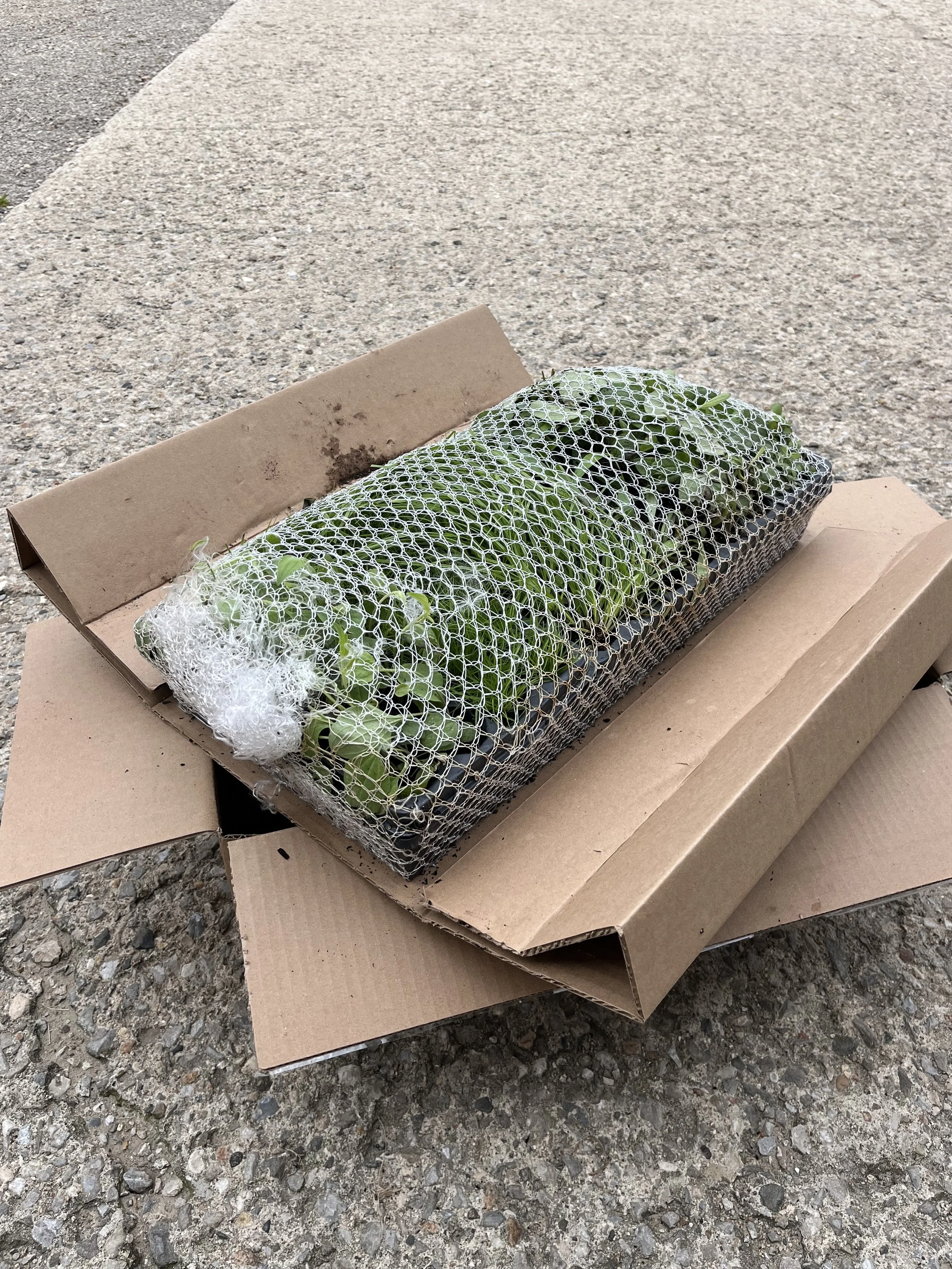 Cardboard boxes of native plant plugs wrapped in netting that were shipped from a native plant nursery in Minnesota