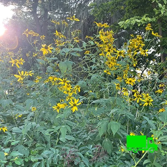 Golden Glow (Rudbeckia laciniata) 12-pack of plugs