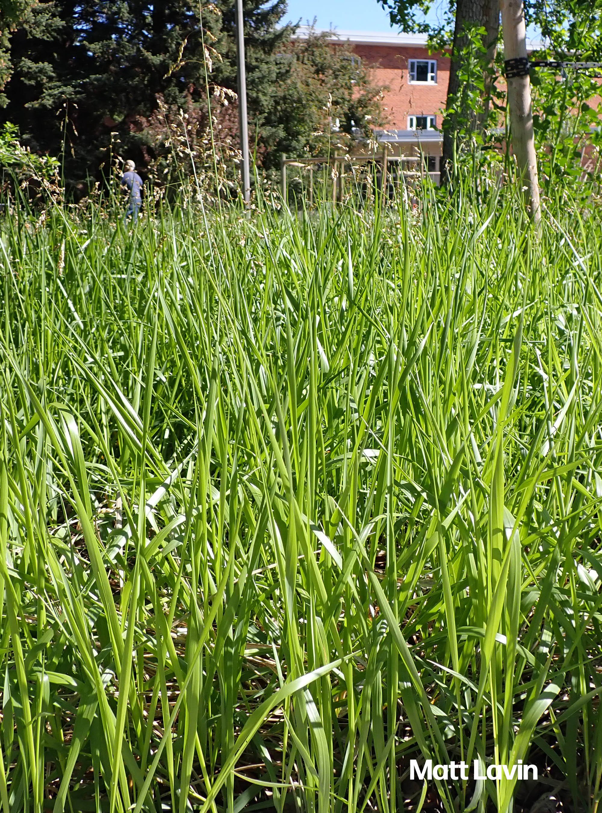 Anthoxanthum_hirtum sweetgrass.jpg