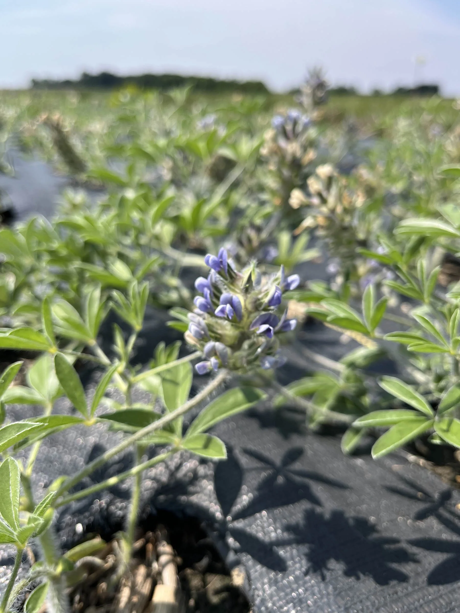 Pediomelum-esculentum-Prairie-Turnip-buy-minnesota-native-plant-nursery-82.jpg (Copy)