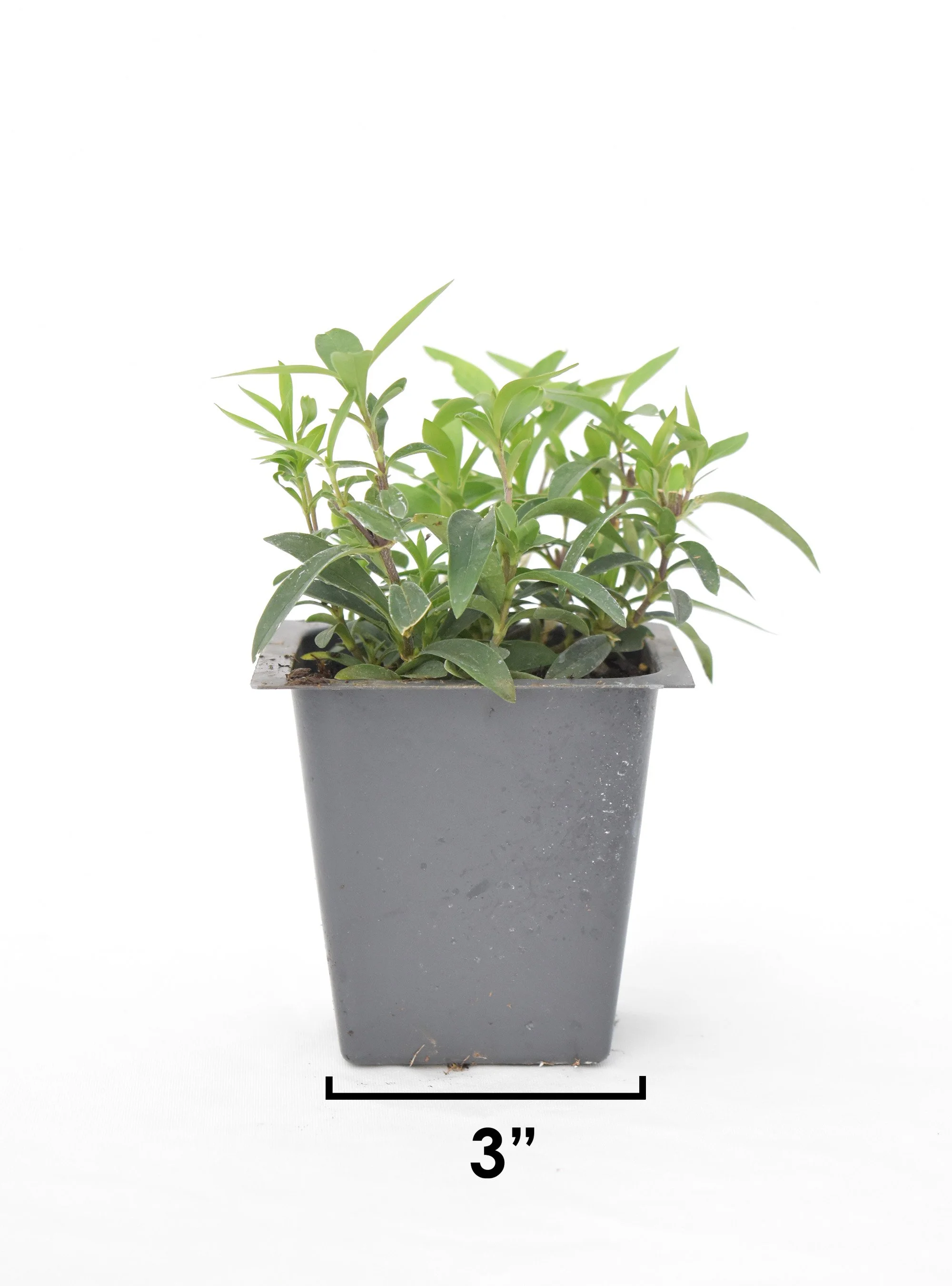 Phlox-divaricata-Wild-Blue-Phlox-Buy-Native -Plants-for-Shade-2.jpg