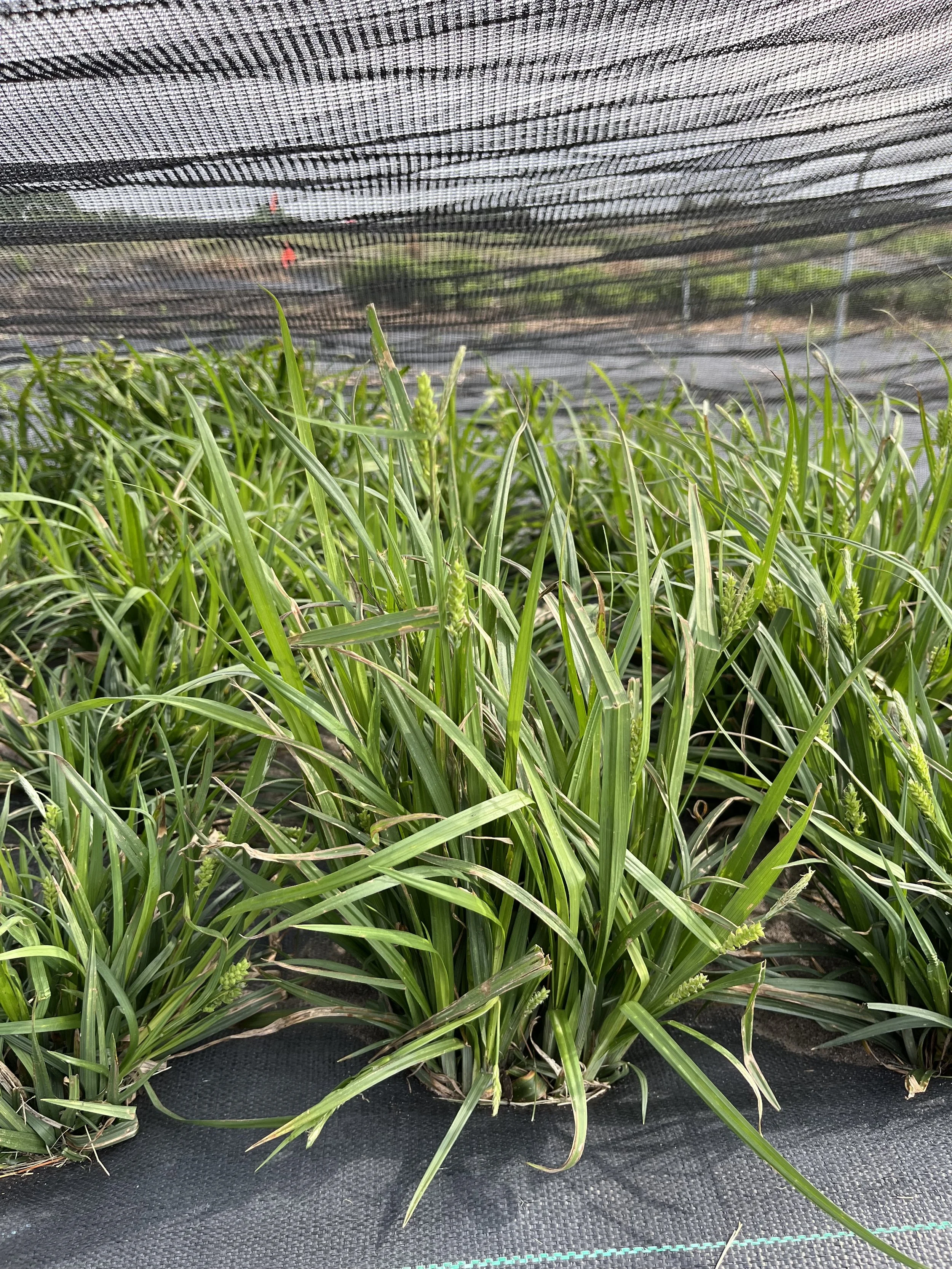 Wood-Sedge-Carex-blanda-buy-native-sedge-plugs.jpeg