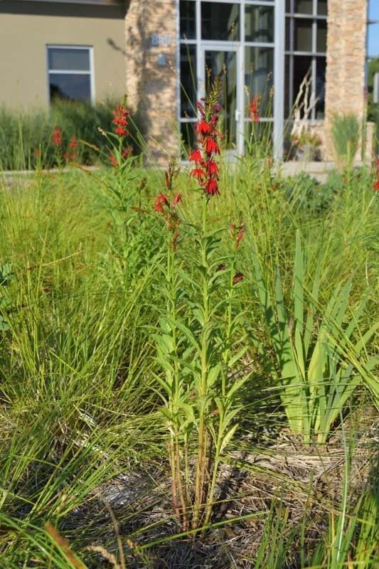 Cardinal Flower plants with upright green stems growing in a garden bed.