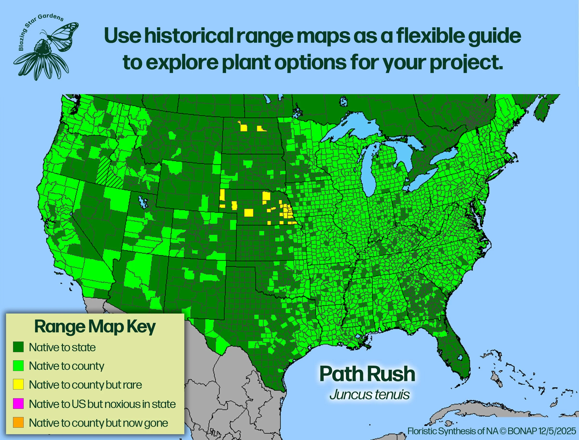 Native-range-map-for-Path-Rush-Juncus-tenuis-Native-plant-wild-flower-nursery.jpg