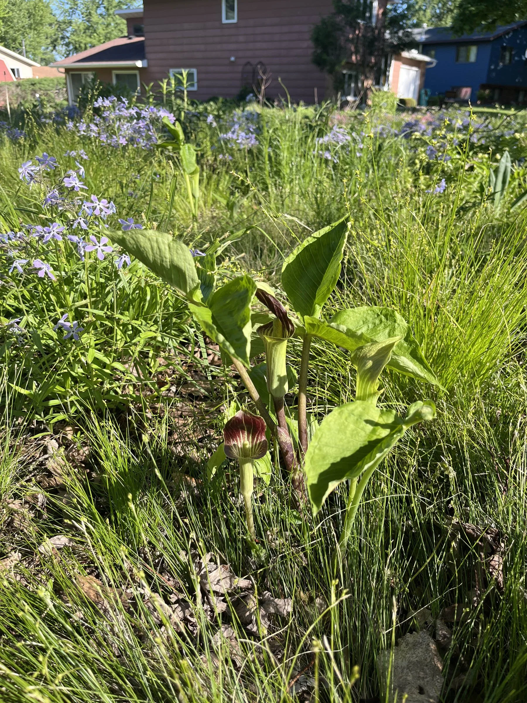 Arisaema-triphyllum-Jack-in-the-Pulpit-buy-minnesota-native-plant-nursery-78.jpg