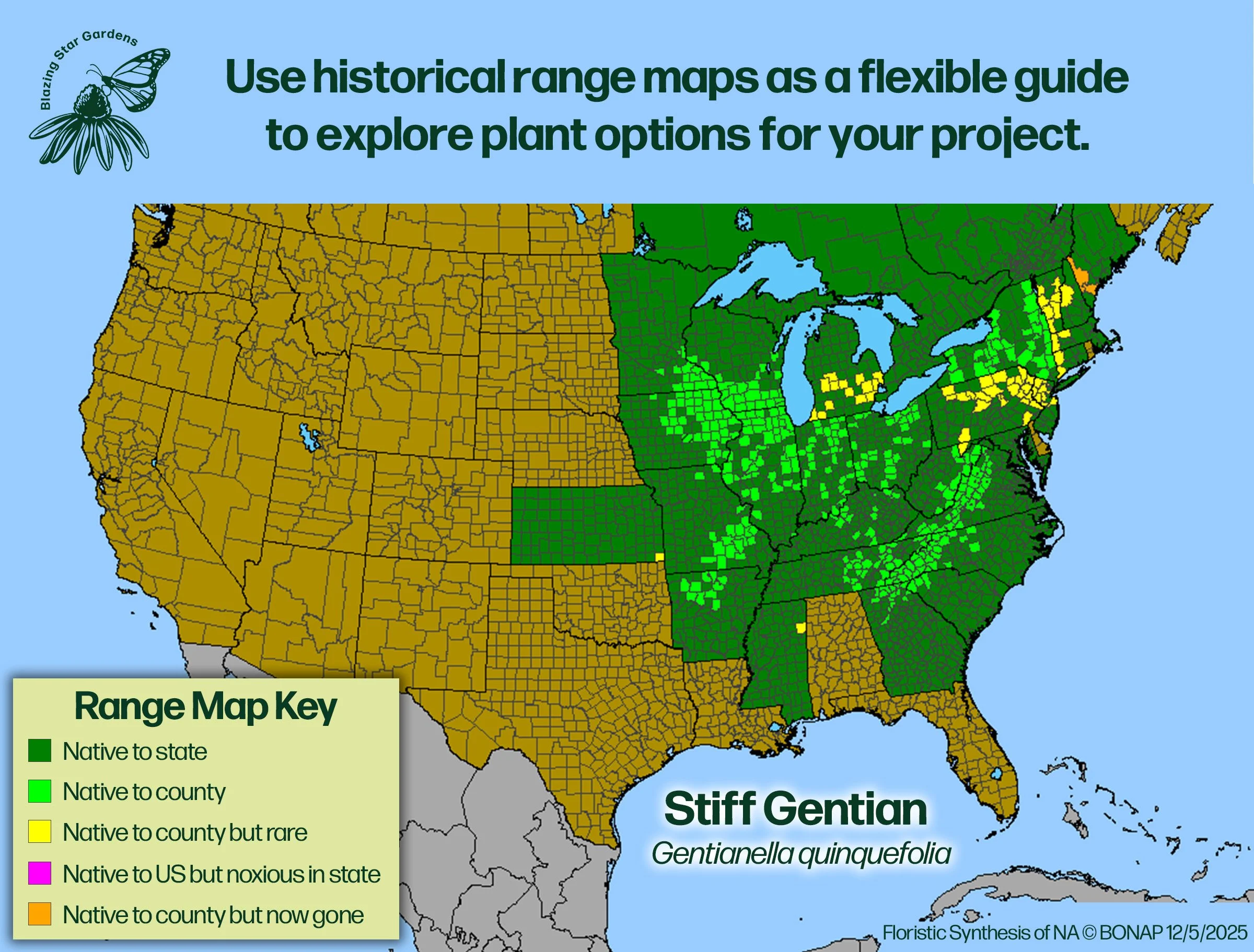 Native-range-map-Stiff-Gentian-Gentianella-quinquefolia-Native-plant.jpg (Copy)