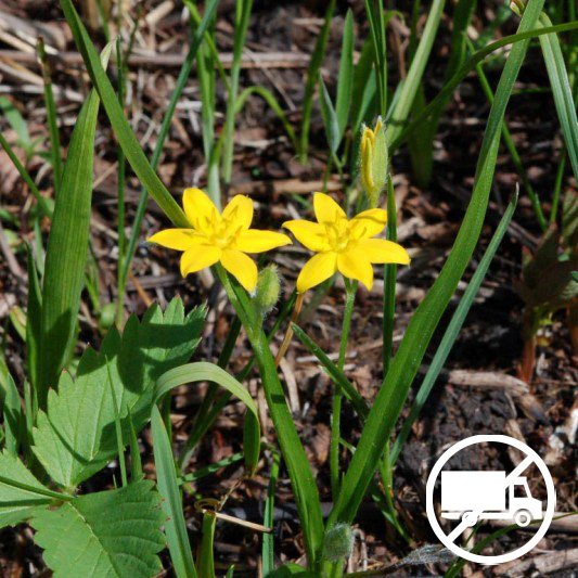 Yellow-Star-Grass-Hypoxis-hirsuta-buy-yellow-star-grass-plants (2).jpg