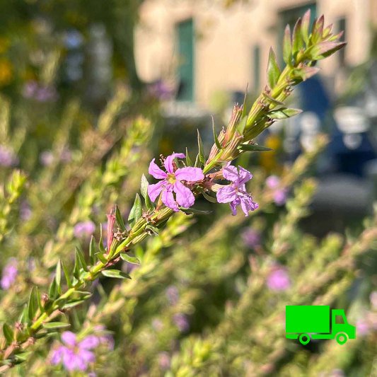Lythrum--Winged-Loosestrife-Lythrum-alatum-native-plants-plugs.jpg