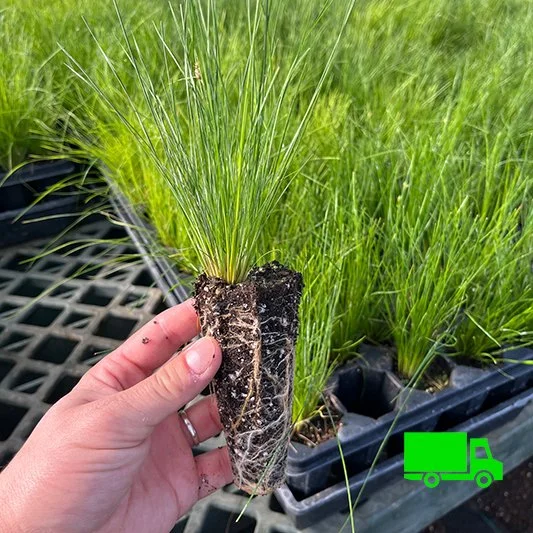 Path Rush (Juncus tenuis) 50-cell tray