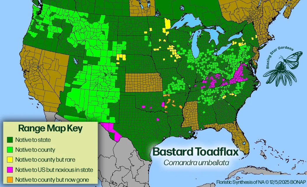Native-range-map-for-Bastard-Toadflax-Comandra-umbellata-Native-plant-wild-flower-nursery.jpg