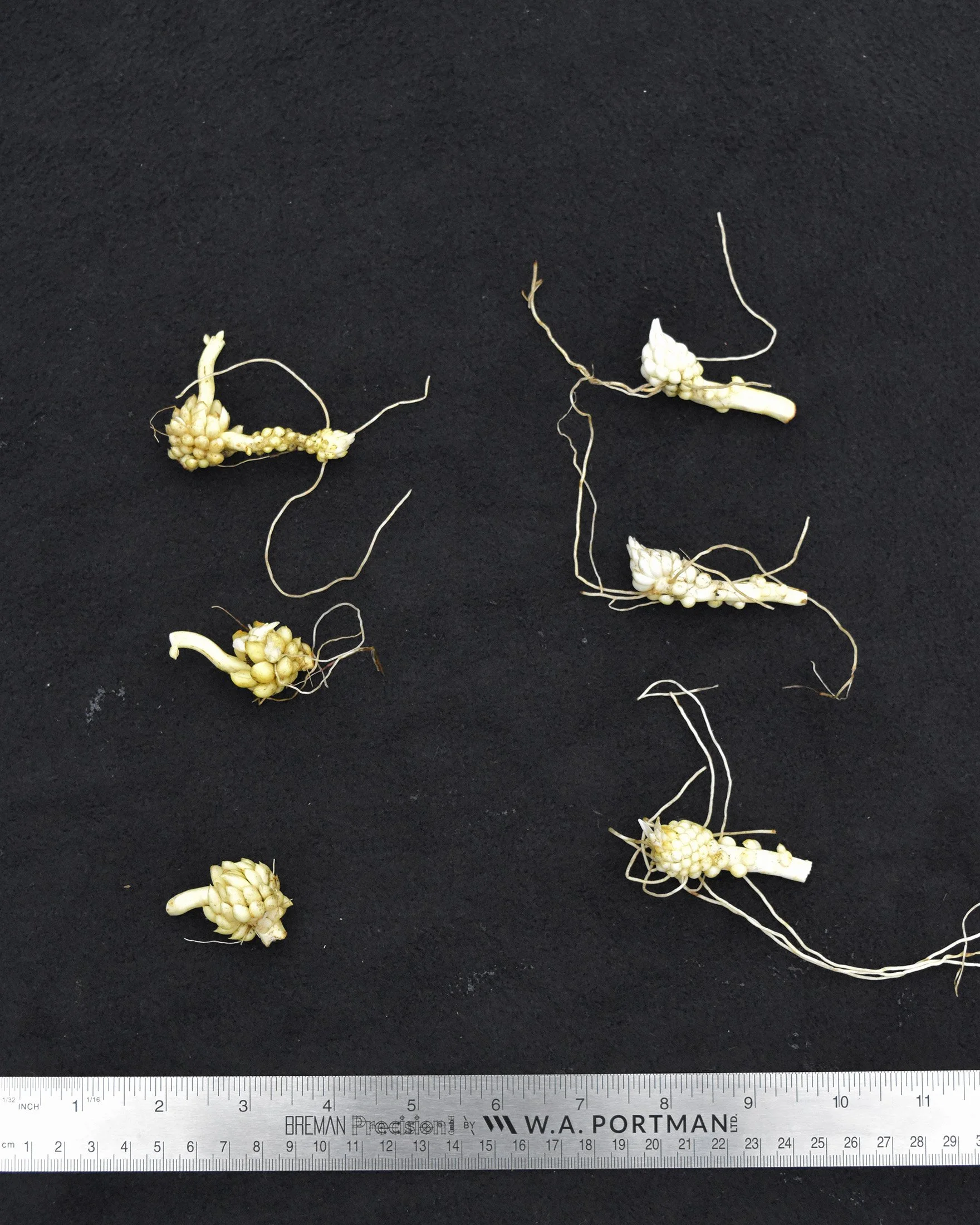 Lilium michiganense - _2 Bulbs - Measurements.jpg