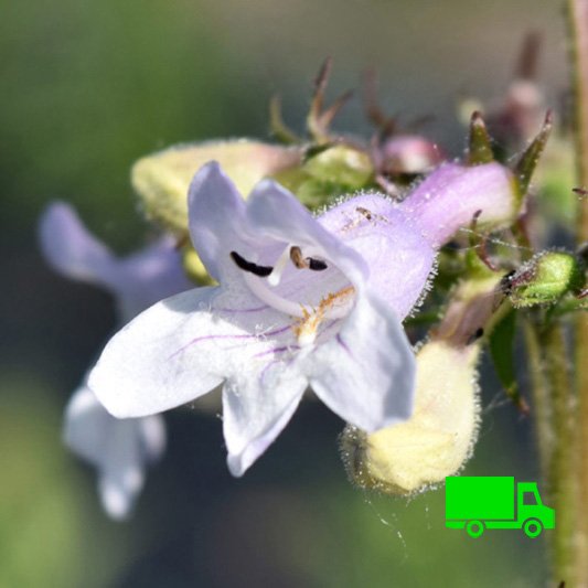 Penstemon-digitalis-Foxglove-Beardtongue-Plants-for-Rain-Gardens-plugs.jpg