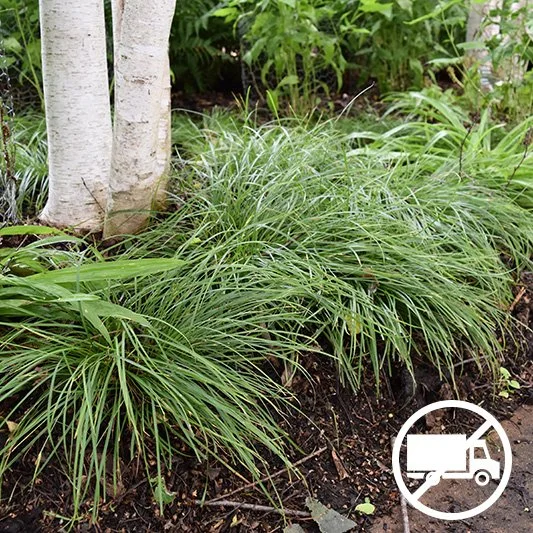 James Sedge (Carex jamesii) 3-pack of pots