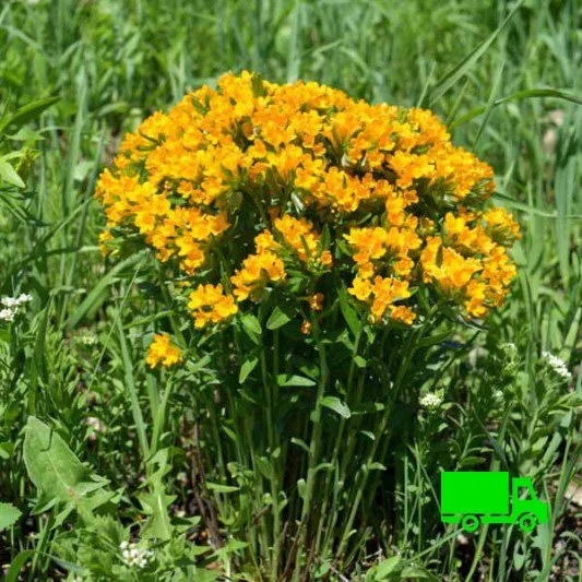Lithospermum-canescens-Hoary-Puccoon-Minnesota-Rare-Native-Plant-Nurseries-plugs.jpg