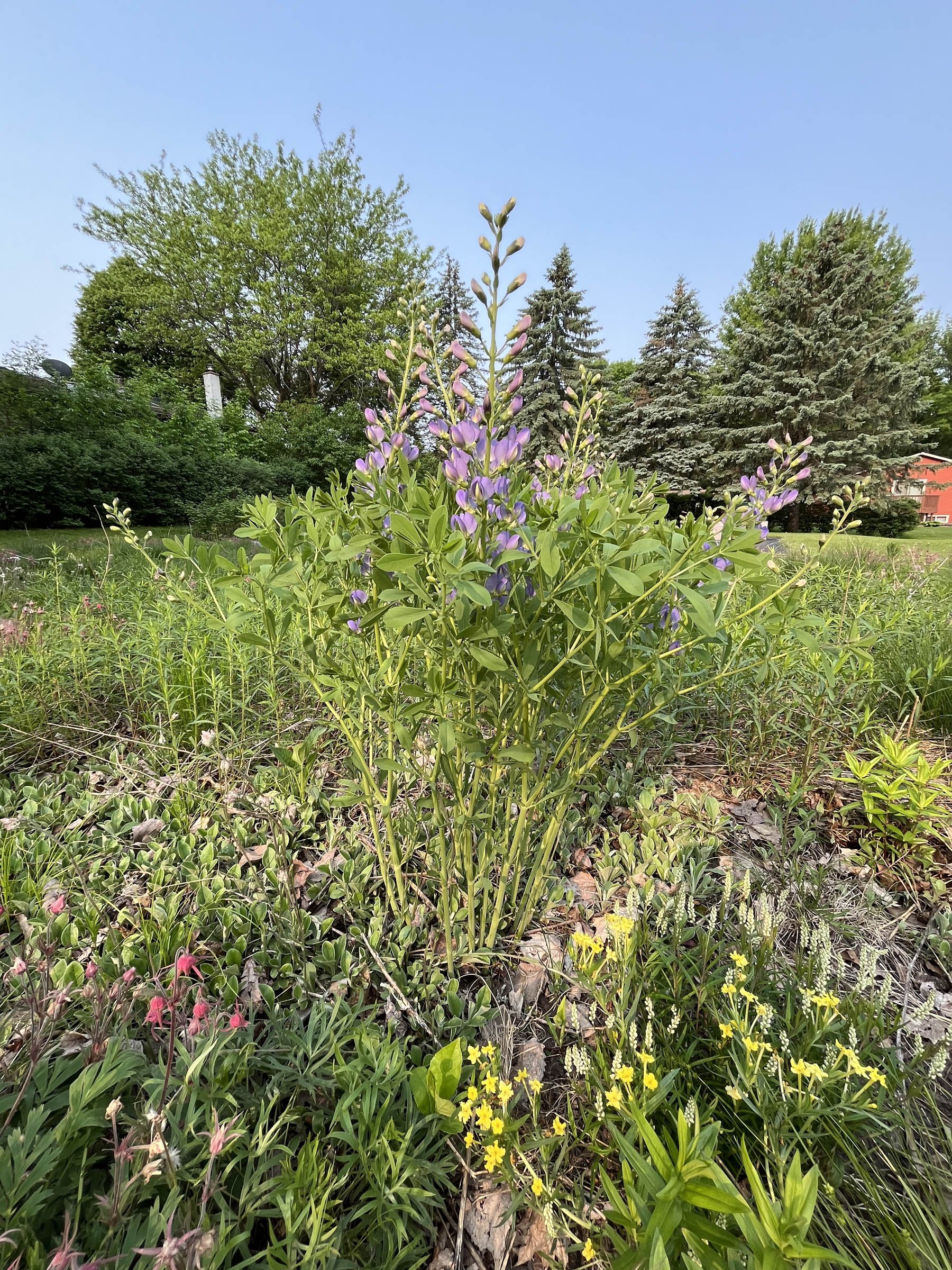 Blue-Wild-Indigo-Baptisia-australis-buy-minnesota-native-plant-nursery-81.jpg