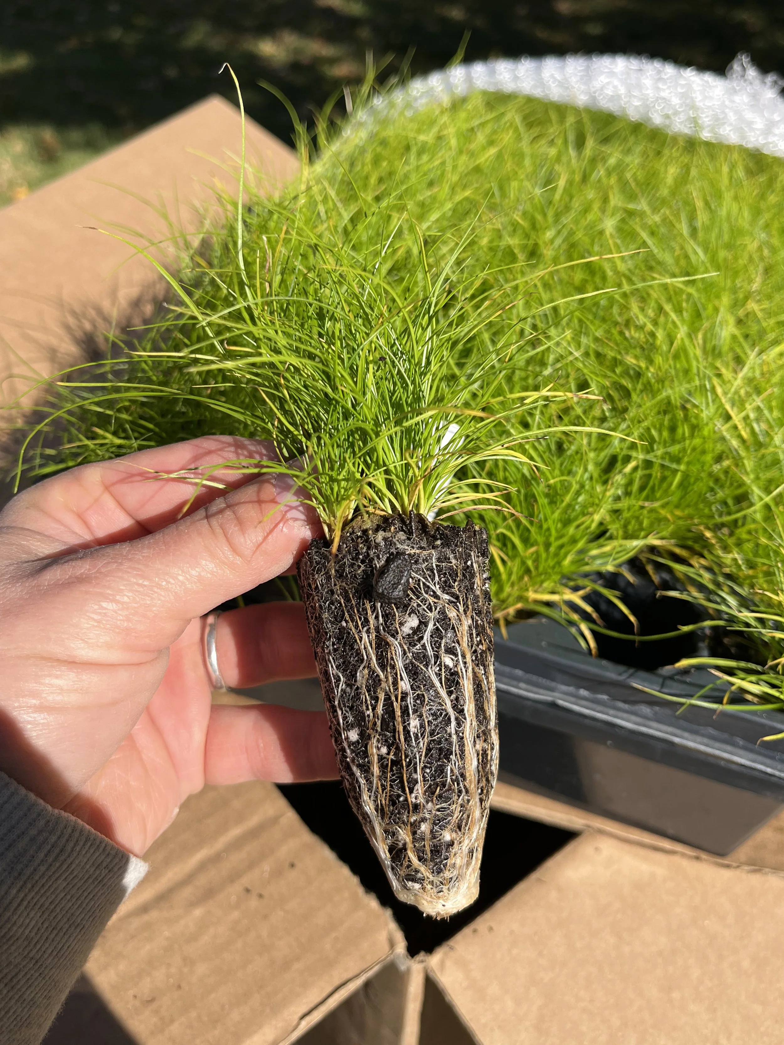 Hand holding a native plant plug with a cardboard box and wrapped plants in netting that were shipped from a native plant nursery in Minnesota