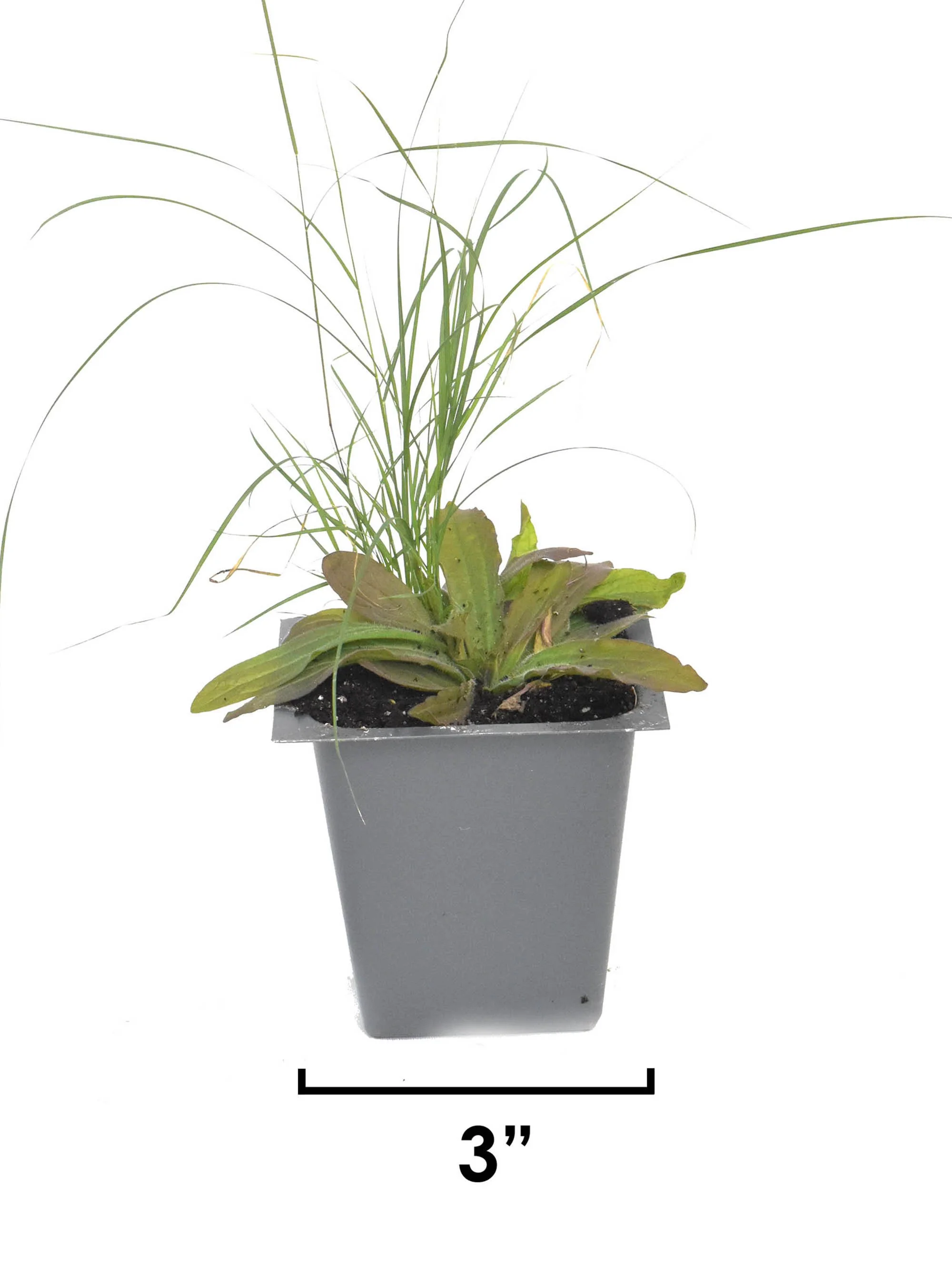 Castilleja coccinea-indian-paintbrush--pots-buy-minnesota-native-plant-nursery-41.jpg