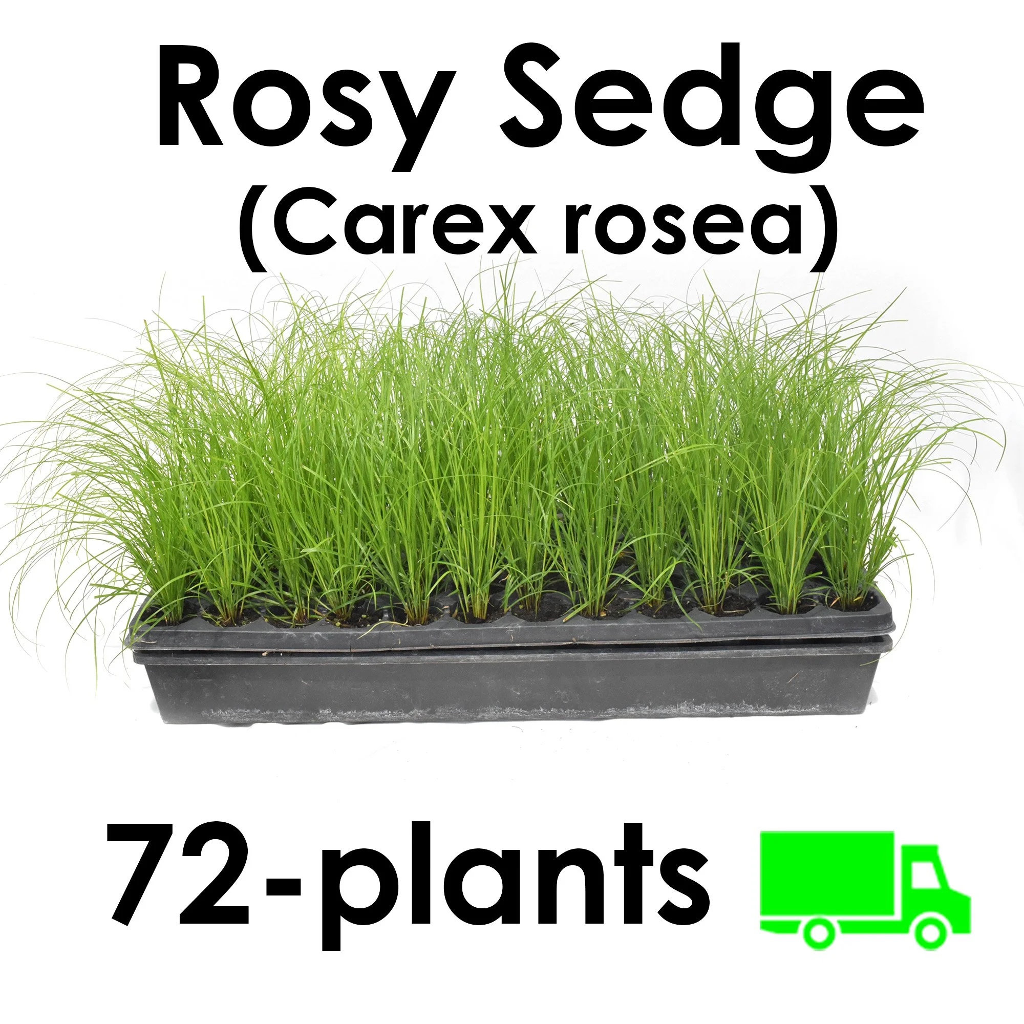 Buy Rosy Sedge Carex rosea plugs plants wholesale bulk nursery.jpg