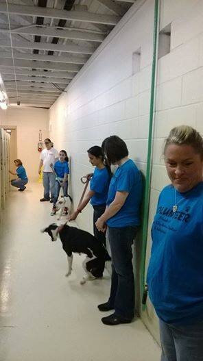 Volunteers in blue shirts with dogs in a hallway.