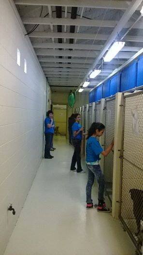 Animal shelter with volunteers in blue shirts attending to kennel cages