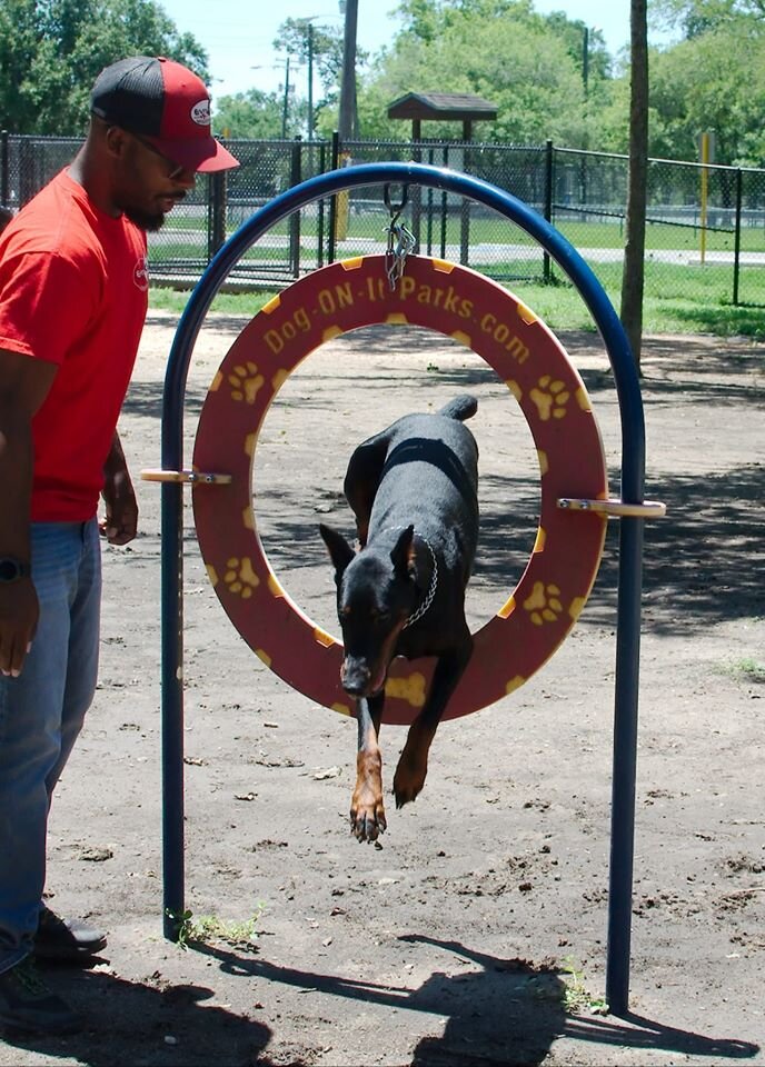 Dog jumping through agility hoop with trainer at park