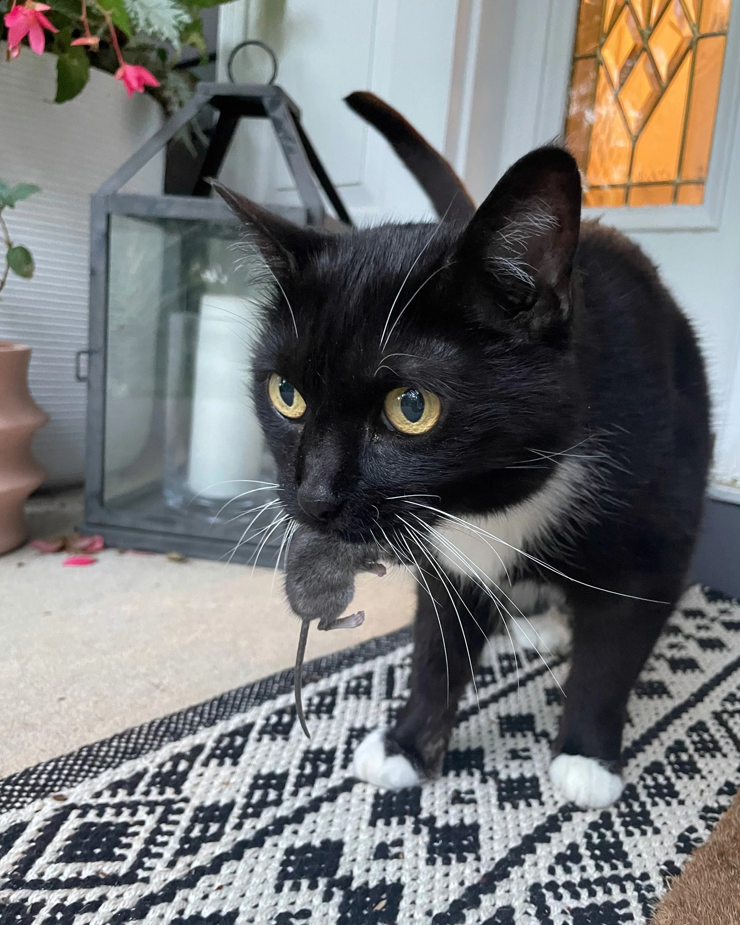 catching mice