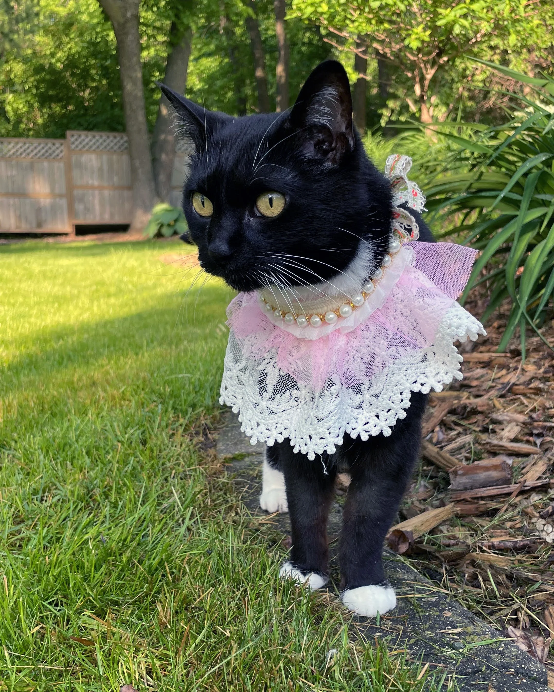 fancy dressing