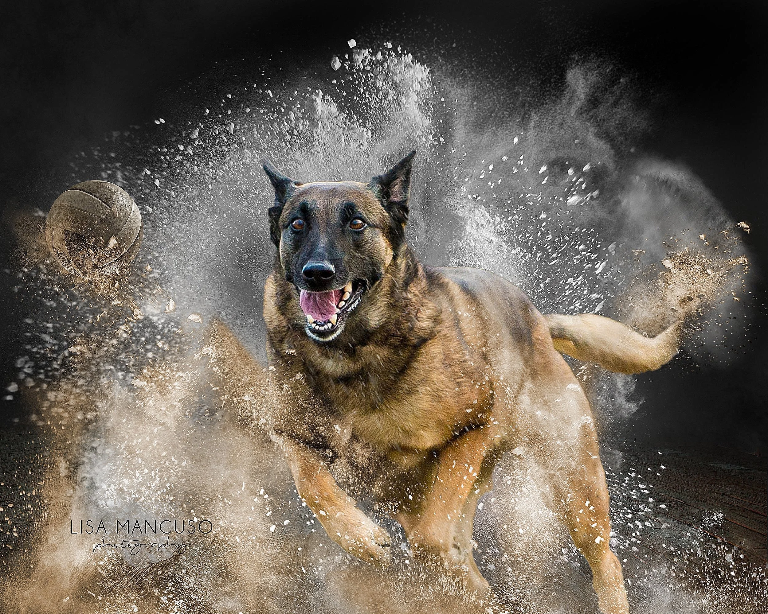 Malinois running through explosive powder chasing a ball