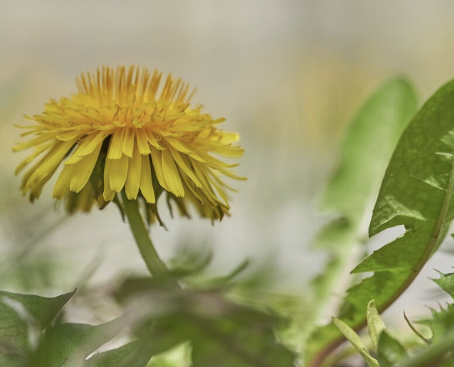 It's Coming On Foraging!!! And Recipe