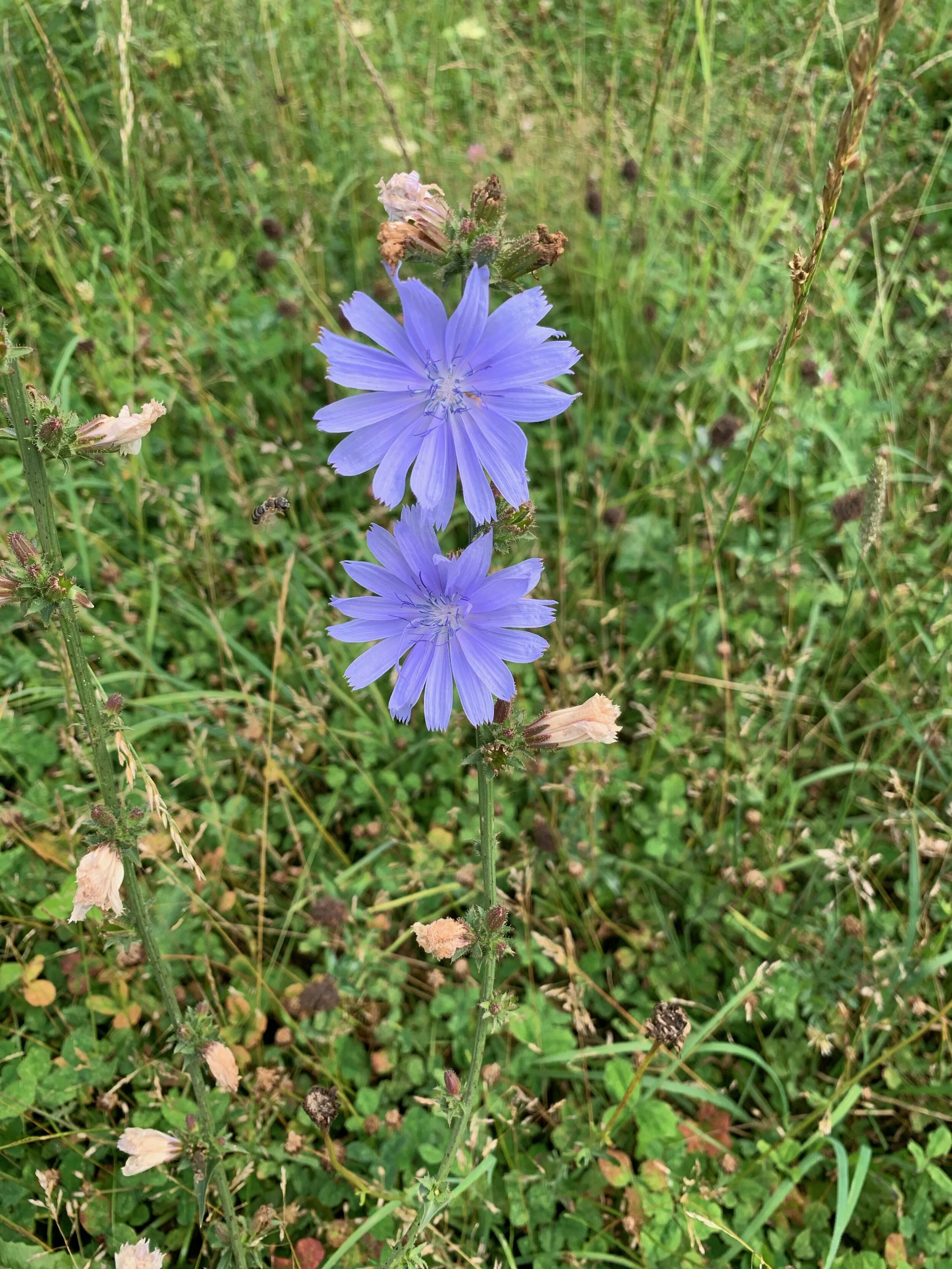 Thank you: Chicory :)