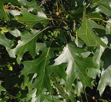 image41.png