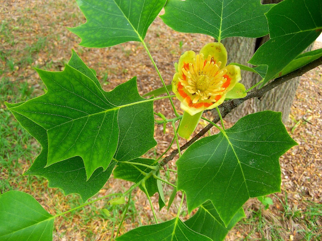 image37.png