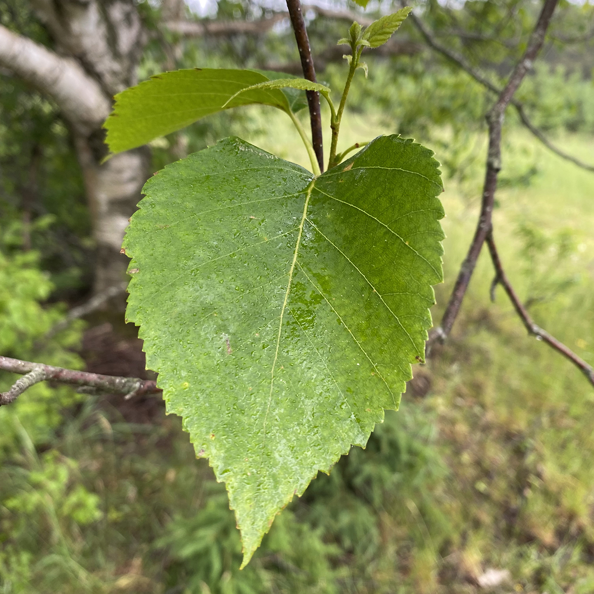 image52.png