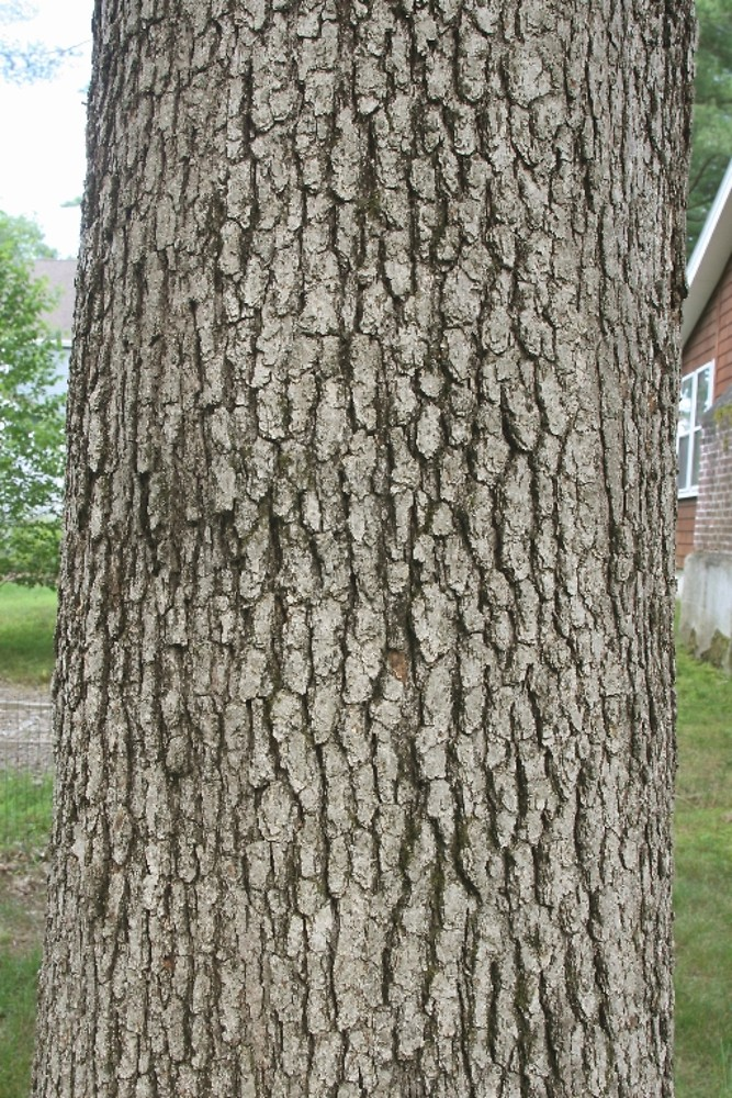 Bark