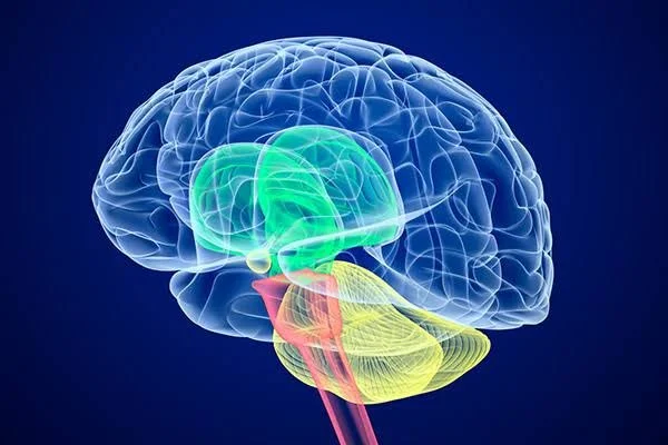 ADHD and the Cerebellum: The Missing Piece
