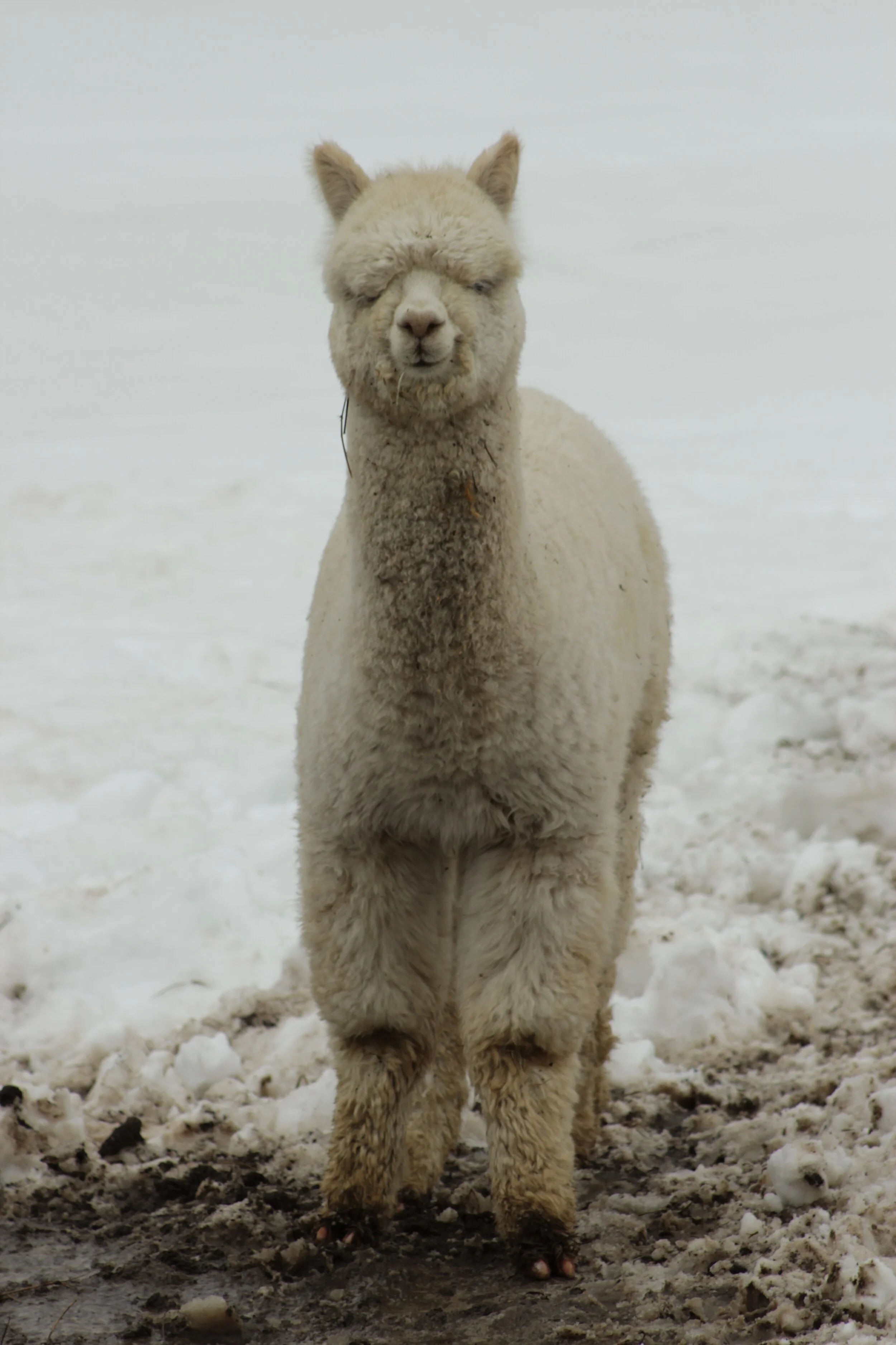 Alpaca Sales — Limestone Creek Alpacas
