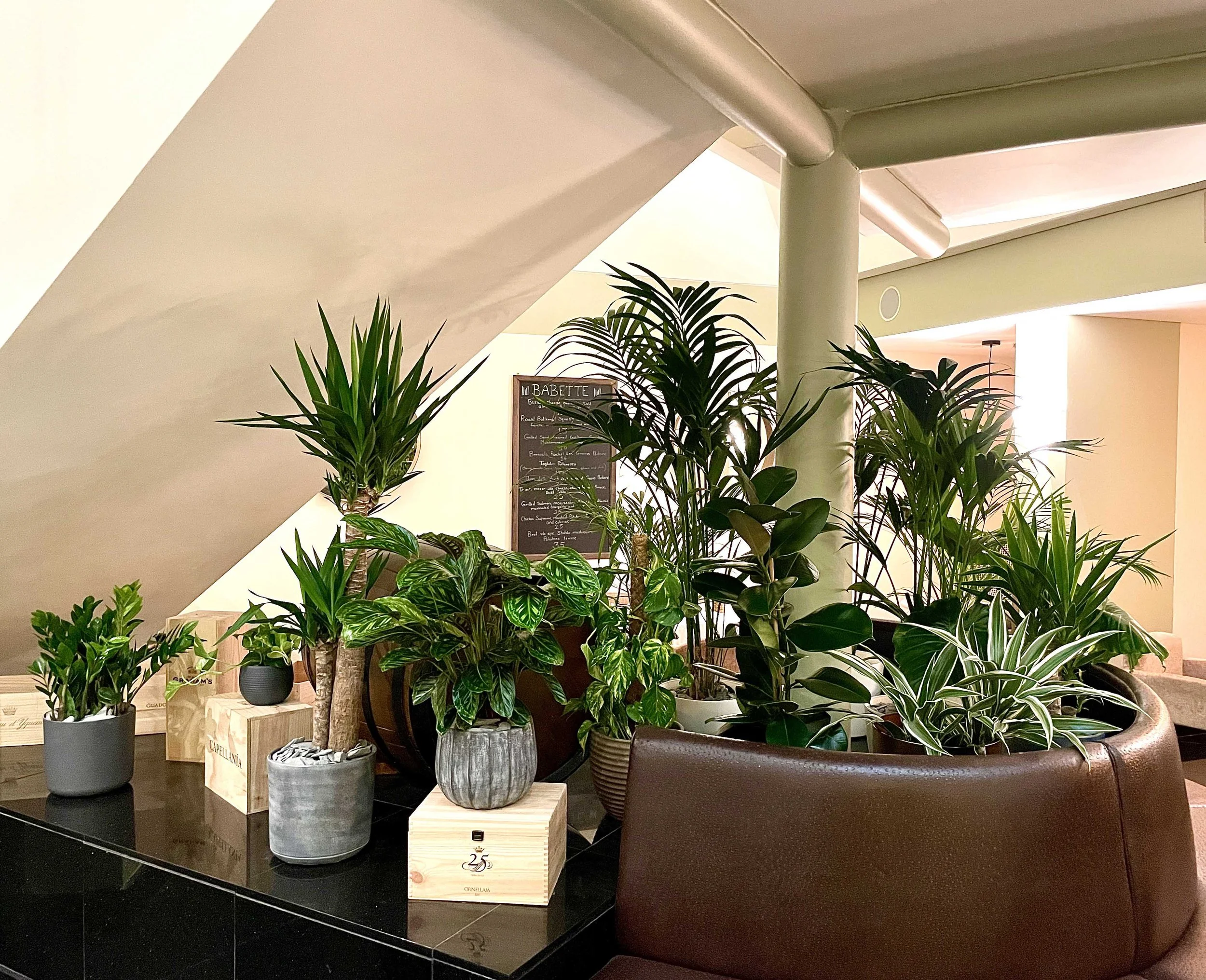 hotel-plant-maintenance-mayfair-london.jpg.jpg