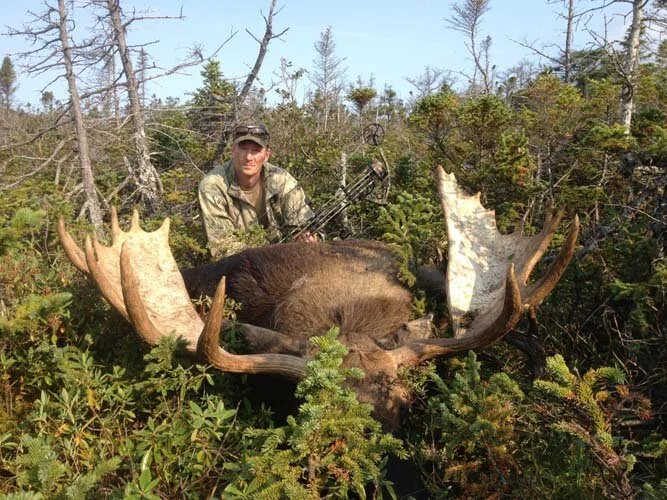 Guided Moose Bowhunting Trips Outfitted Moose Bowhunts