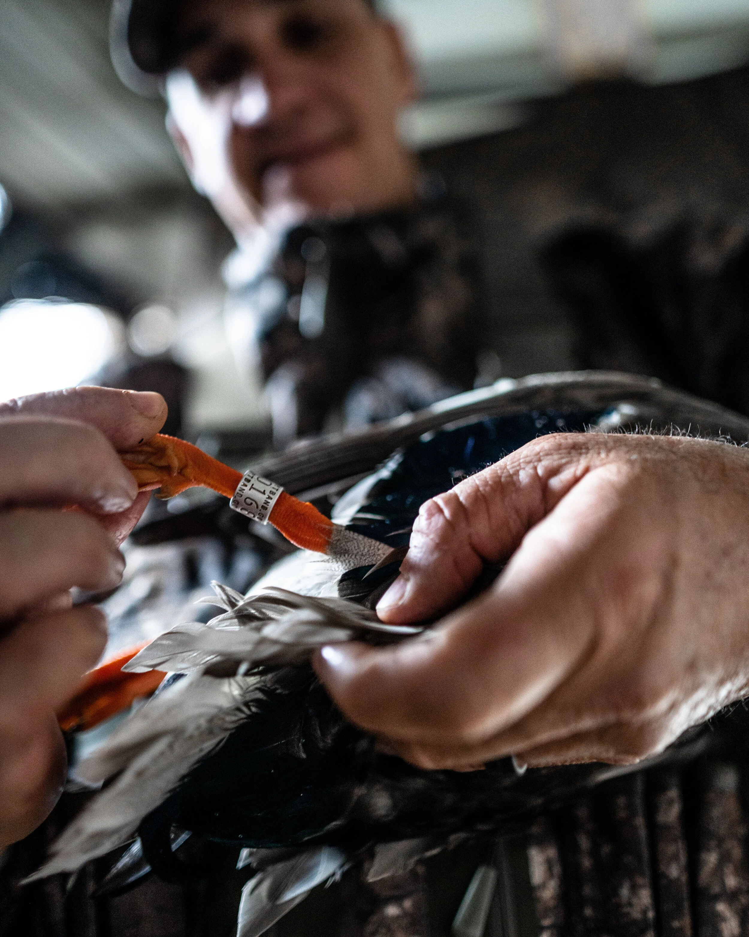 Eagle's Nest Banded-Realtree-WarEagle-5.JPG