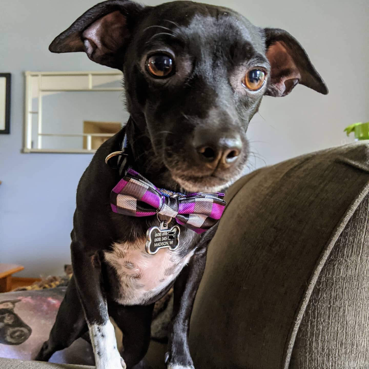 This boi wants to know how dapper he is on a scale of π― toβΎοΈ answers pls
#dogsofinstagram
#doggo
#chihuahuasofinstagram
#cutedogs
#formalwear
#bowtie